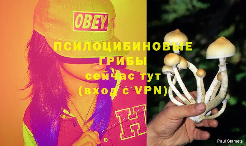 наркошоп  Клин  Галлюциногенные грибы Psilocybe 